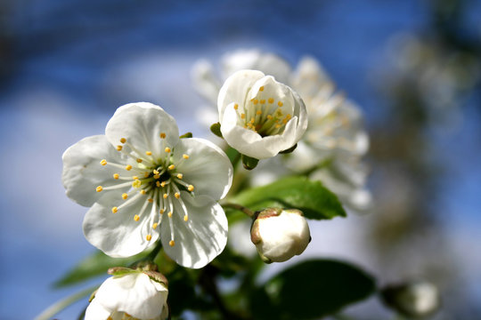 Kirschbl&uuml;te