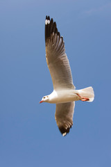 Gaviota