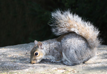 A Grey Squirrel Feeding on a Stone Pillar.