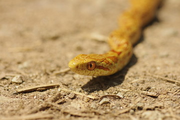 striped snake