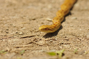 シマヘビの幼蛇　-Japanese striped snake-