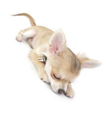 Cute chihuahua puppy sleeping on white