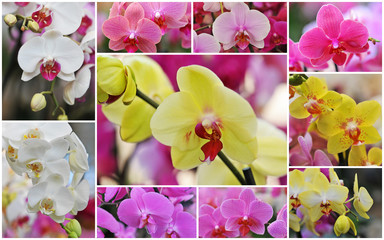 orchidées Phalaenopsis