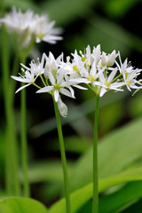 Bärlauch-Blüten