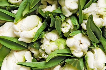 Fototapeta premium tulips
