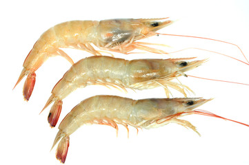 Three Fresh Prawns On White Background