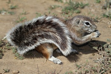 Ground Squirrel