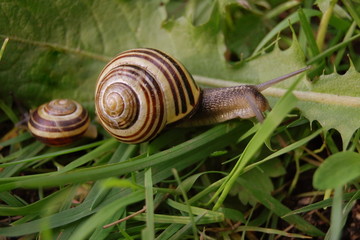 Snail