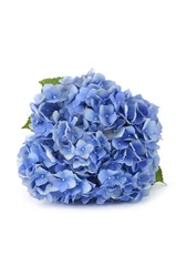 Rolgordijnen Hydrangea Mooie blauwe hortensia