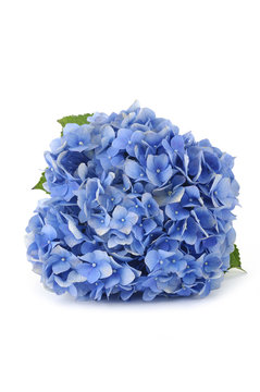 Fototapeta Beautiful blue hydrangea