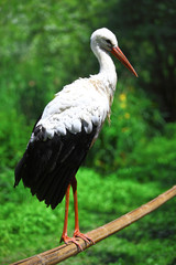 White Stork
