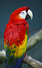 True parrots