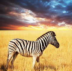 Zebra