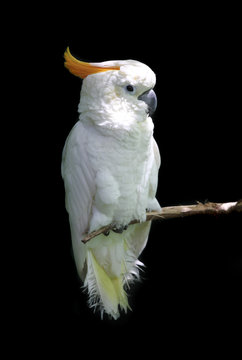 white parrot