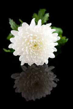 Beautiful whita Dahlia flower