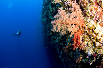 Fototapeta na wymiar scuba diver on shark reef