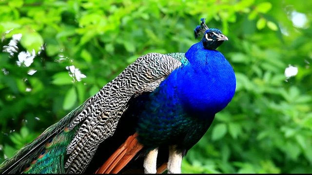 pfau