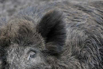 Fototapeta na wymiar Wildschwein schläft