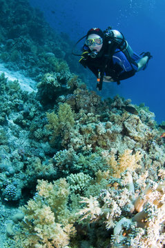scuba diver on coral reef