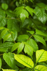 Fresh green plant leaves after rain with selective focus