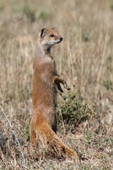 Yellow Mongoose Standing