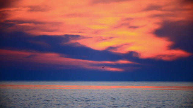 Sunset on the background of the sea, Flying seagulls