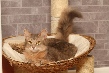 chat installé dans son panier confortablement