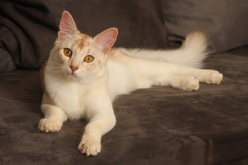 chat somali allongé sur le divan