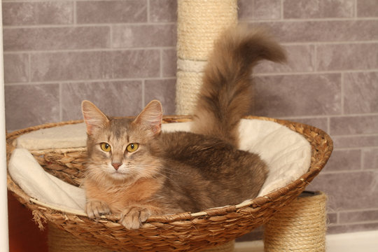 chat install&eacute; dans son panier confortablement