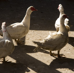 Volailles au poulailler