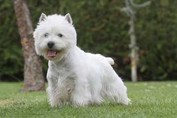 westie debout de face