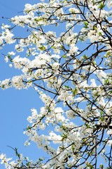 Beautiful spring tree flowers