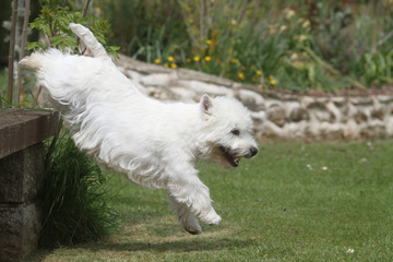 west highland white terrier sautant du banc