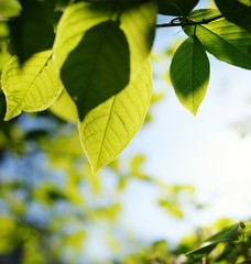Picture of a green leaves over abstract blurred background