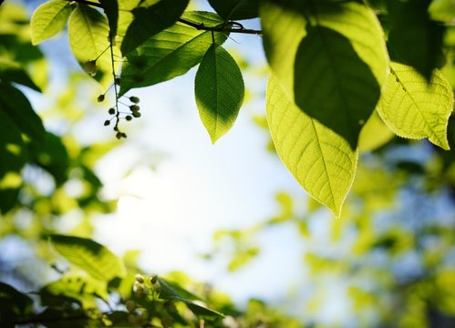Picture of a green leaves over abstract blurred background