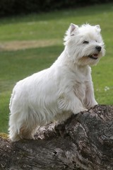 west highland white terrier de profil grimpé sur un tronc