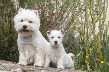 westie adulte et son bébé assis ensemble