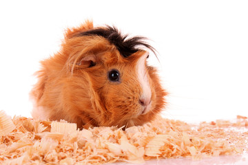 funny brown cavy in sawdust on white background