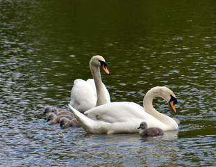 Obraz premium Swan Family