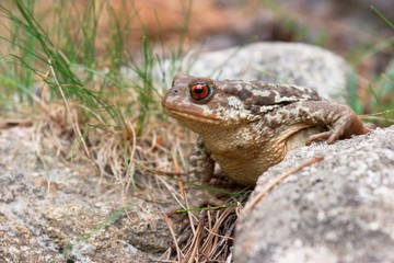 Adult common toad walking on the floor