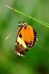 Fototapeta premium Appealing butterfly on a stem