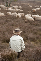 Sheep grazing in moorland