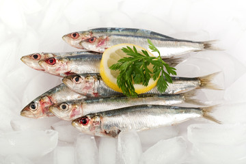 Sardinen auf Eis