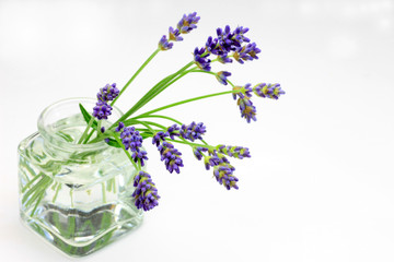 lavender