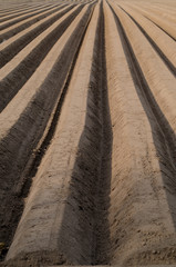 asparagus cropping soil