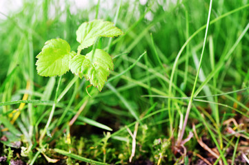 Green grass