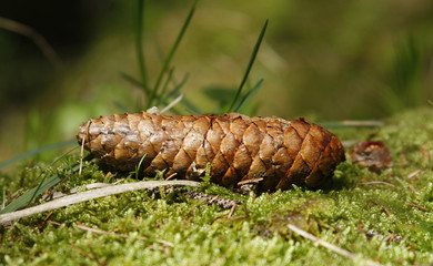 Tannenzapfen am Morgen
