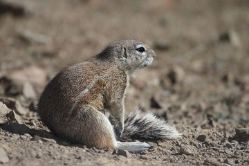 Naklejka na ściany i meble Ground Squirrel Sitting in Sun