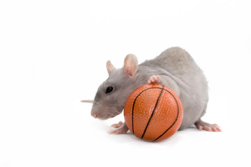 Gray rat