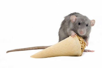 Gray rat